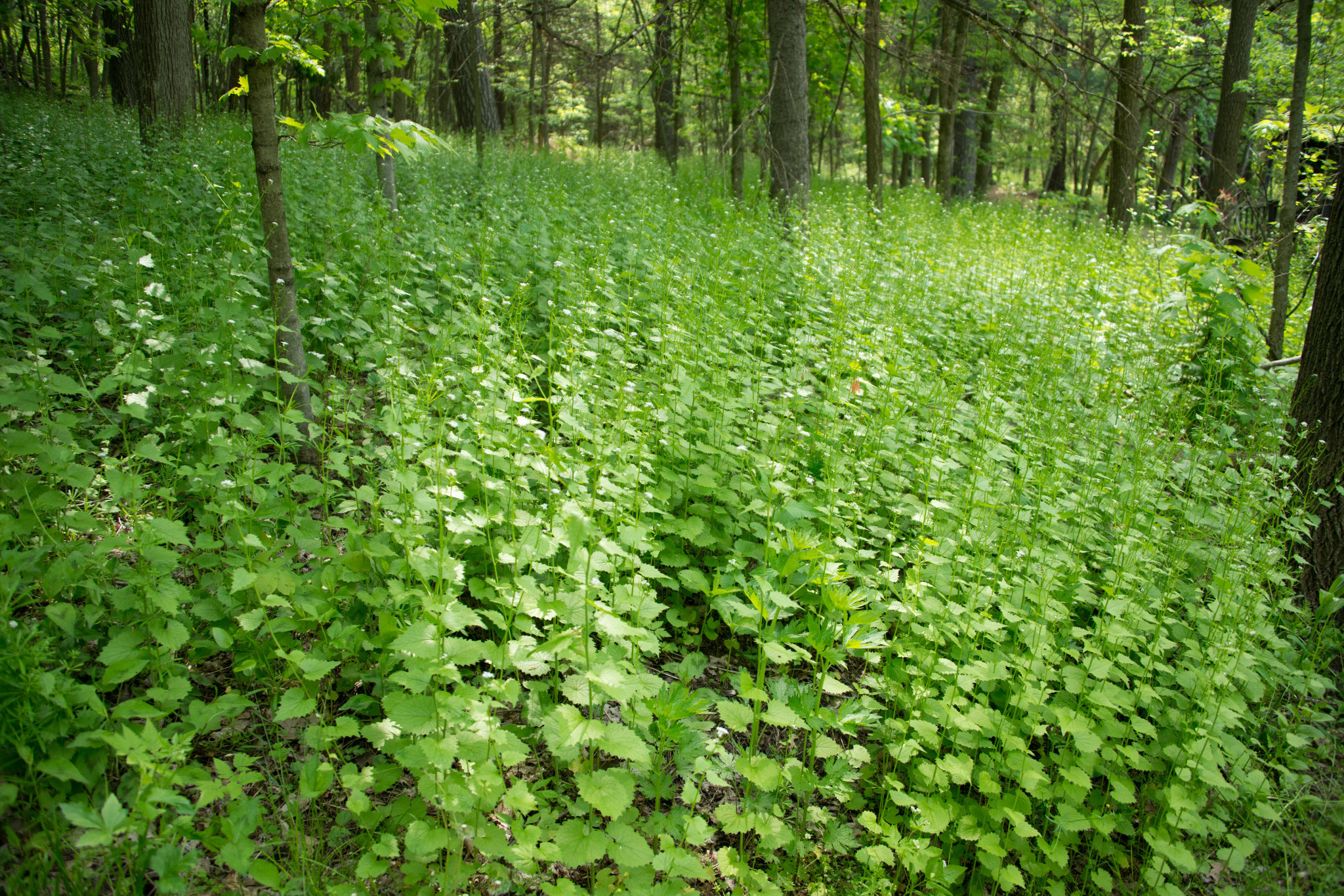 Garlic Mustard Pull Wisconsin DNR